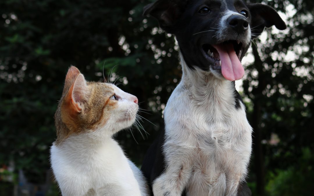Pet Therapy – How cats and dogs can lower levels of stress